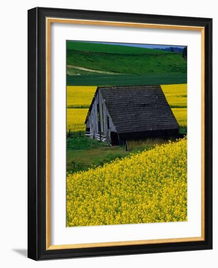 Barn in Rape Seed Field-Darrell Gulin-Framed Photographic Print