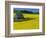 Barn in Rape Seed Field-Darrell Gulin-Framed Photographic Print