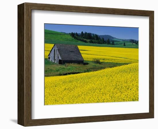 Barn in Rape Seed Field-Darrell Gulin-Framed Photographic Print