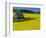 Barn in Rape Seed Field-Darrell Gulin-Framed Photographic Print