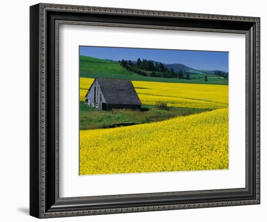 Barn in Rape Seed Field-Darrell Gulin-Framed Photographic Print