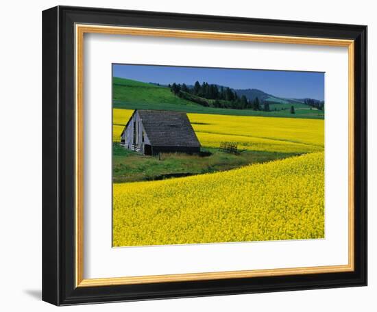 Barn in Rape Seed Field-Darrell Gulin-Framed Photographic Print