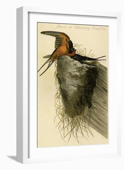 Barn or Chimney Swallow-John James Audubon-Framed Art Print