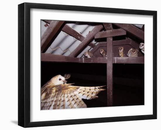 Barn Owl Adult Bringing Mouse Prey to Young in Nest, Rio Grande Valley, Texas, USA-Rolf Nussbaumer-Framed Photographic Print