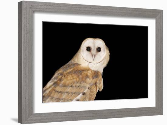 Barn Owl At Night-null-Framed Photographic Print