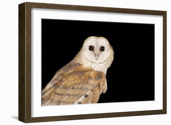 Barn Owl At Night-null-Framed Photographic Print