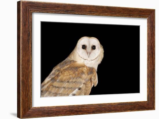 Barn Owl At Night-null-Framed Photographic Print