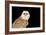 Barn Owl At Night-null-Framed Photographic Print