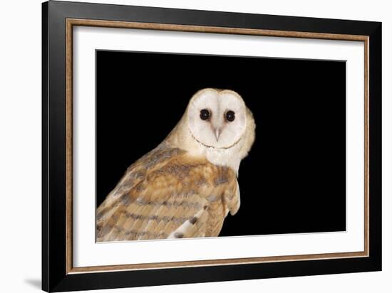 Barn Owl At Night-null-Framed Photographic Print