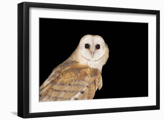 Barn Owl At Night-null-Framed Photographic Print