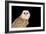 Barn Owl At Night-null-Framed Photographic Print