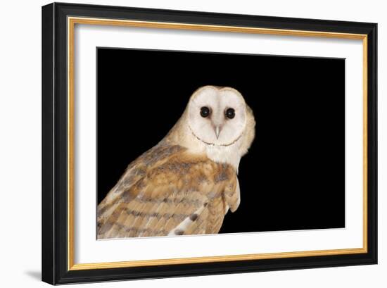 Barn Owl At Night-null-Framed Photographic Print