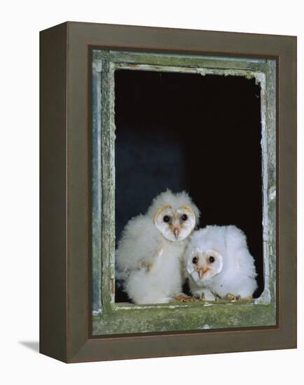 Barn Owl Chicks in Window Cornwall, UK-Ross Hoddinott-Framed Premier Image Canvas