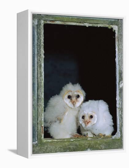 Barn Owl Chicks in Window Cornwall, UK-Ross Hoddinott-Framed Premier Image Canvas