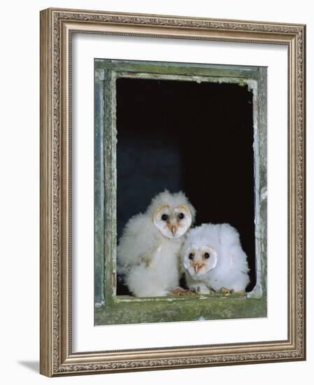 Barn Owl Chicks in Window Cornwall, UK-Ross Hoddinott-Framed Photographic Print