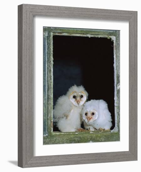 Barn Owl Chicks in Window Cornwall, UK-Ross Hoddinott-Framed Photographic Print