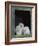 Barn Owl Chicks in Window Cornwall, UK-Ross Hoddinott-Framed Photographic Print