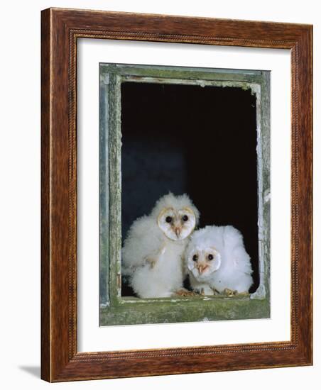 Barn Owl Chicks in Window Cornwall, UK-Ross Hoddinott-Framed Photographic Print