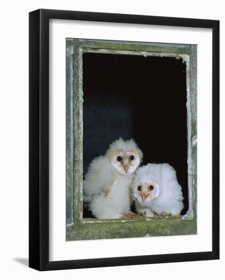 Barn Owl Chicks in Window Cornwall, UK-Ross Hoddinott-Framed Photographic Print