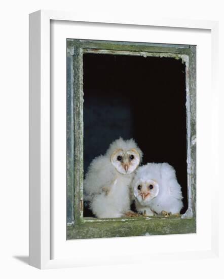 Barn Owl Chicks in Window Cornwall, UK-Ross Hoddinott-Framed Photographic Print