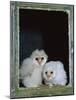 Barn Owl Chicks in Window Cornwall, UK-Ross Hoddinott-Mounted Photographic Print
