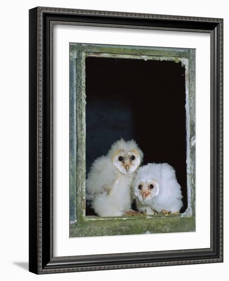 Barn Owl Chicks in Window Cornwall, UK-Ross Hoddinott-Framed Photographic Print