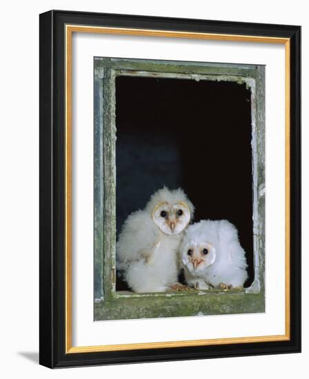 Barn Owl Chicks in Window Cornwall, UK-Ross Hoddinott-Framed Photographic Print