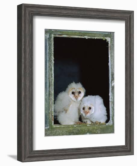 Barn Owl Chicks in Window Cornwall, UK-Ross Hoddinott-Framed Photographic Print