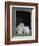 Barn Owl Chicks in Window Cornwall, UK-Ross Hoddinott-Framed Photographic Print