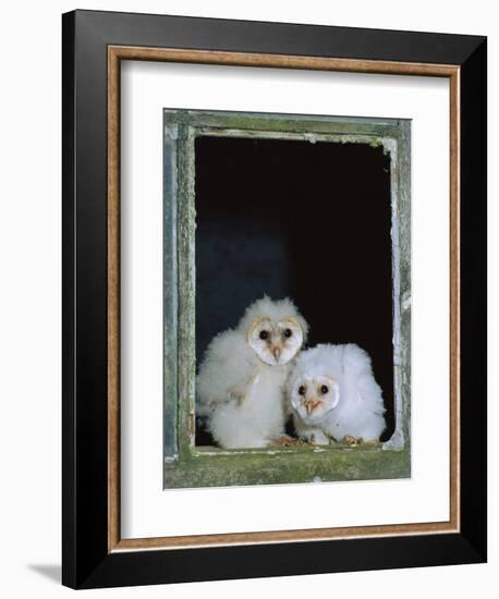 Barn Owl Chicks in Window Cornwall, UK-Ross Hoddinott-Framed Photographic Print