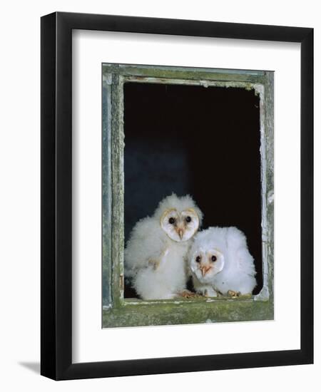 Barn Owl Chicks in Window Cornwall, UK-Ross Hoddinott-Framed Photographic Print