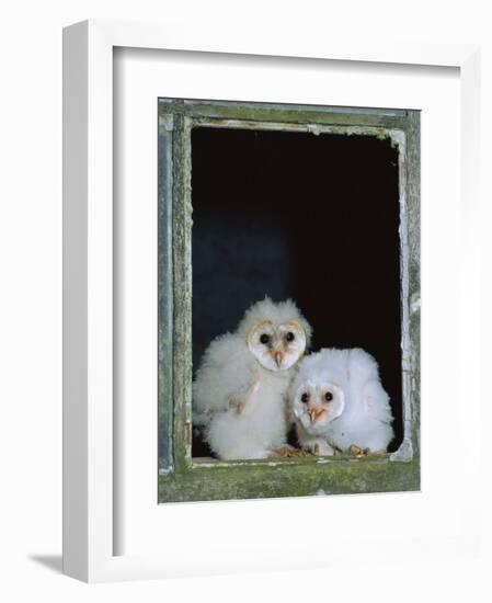 Barn Owl Chicks in Window Cornwall, UK-Ross Hoddinott-Framed Photographic Print