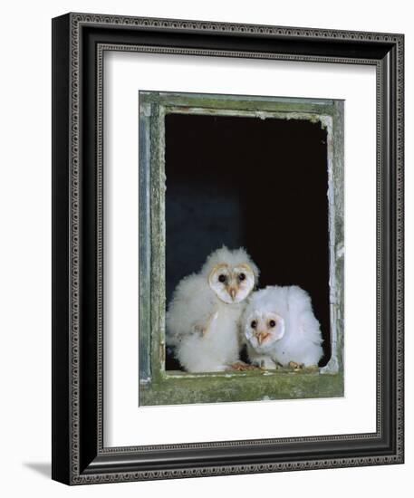 Barn Owl Chicks in Window Cornwall, UK-Ross Hoddinott-Framed Photographic Print