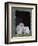 Barn Owl Chicks in Window Cornwall, UK-Ross Hoddinott-Framed Photographic Print