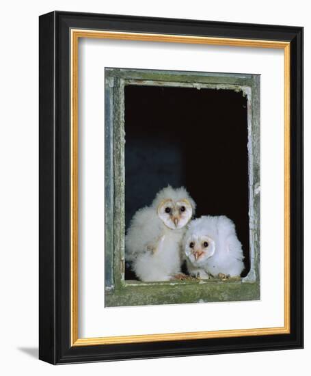 Barn Owl Chicks in Window Cornwall, UK-Ross Hoddinott-Framed Photographic Print