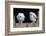 Barn Owl Chicks (Tyto Alba) Cumbria, June. Captive-Ann & Steve Toon-Framed Photographic Print