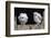 Barn Owl Chicks (Tyto Alba) Cumbria, June. Captive-Ann & Steve Toon-Framed Photographic Print