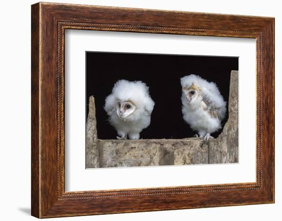 Barn Owl Chicks (Tyto Alba) Cumbria, June. Captive-Ann & Steve Toon-Framed Photographic Print