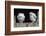 Barn Owl Chicks (Tyto Alba) Cumbria, June. Captive-Ann & Steve Toon-Framed Photographic Print