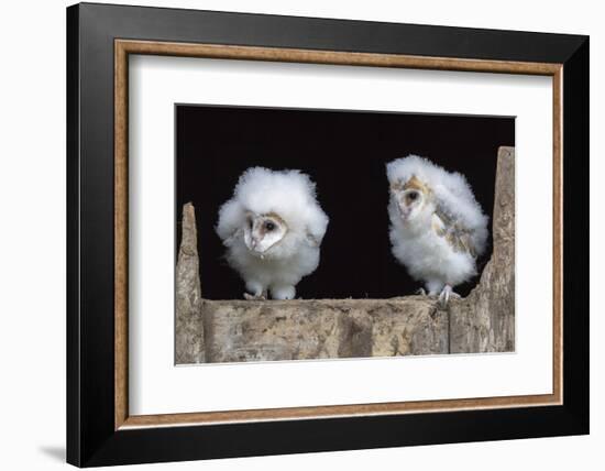 Barn Owl Chicks (Tyto Alba) Cumbria, June. Captive-Ann & Steve Toon-Framed Photographic Print