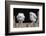 Barn Owl Chicks (Tyto Alba) Cumbria, June. Captive-Ann & Steve Toon-Framed Photographic Print