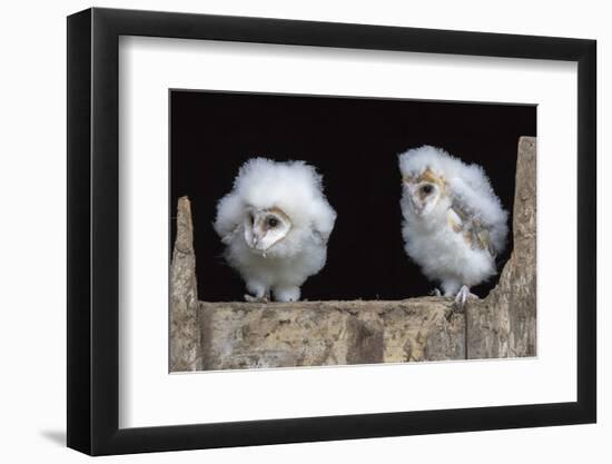 Barn Owl Chicks (Tyto Alba) Cumbria, June. Captive-Ann & Steve Toon-Framed Photographic Print