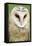Barn Owl Close-Up-Hal Beral-Framed Premier Image Canvas