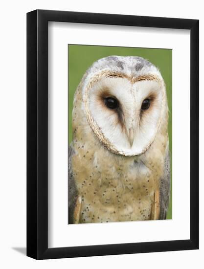 Barn Owl Close-Up-Hal Beral-Framed Photographic Print