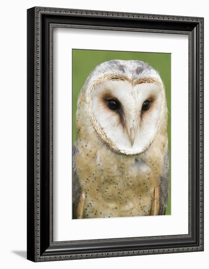 Barn Owl Close-Up-Hal Beral-Framed Photographic Print