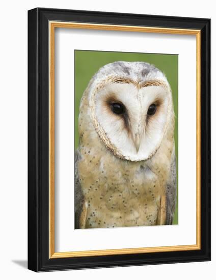 Barn Owl Close-Up-Hal Beral-Framed Photographic Print