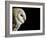 Barn Owl , Cornwall, UK-Ross Hoddinott-Framed Photographic Print