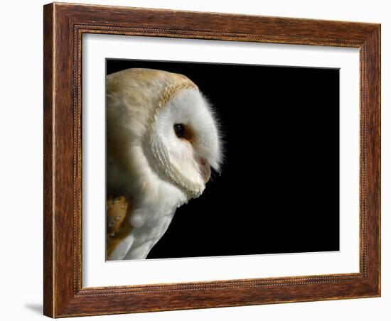 Barn Owl , Cornwall, UK-Ross Hoddinott-Framed Photographic Print