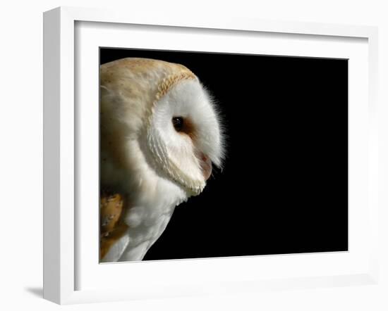 Barn Owl , Cornwall, UK-Ross Hoddinott-Framed Photographic Print