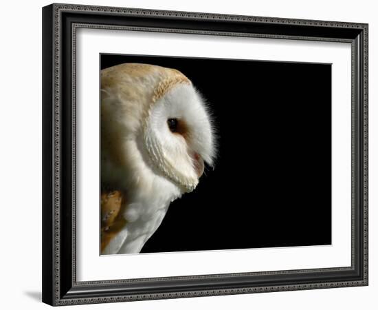 Barn Owl , Cornwall, UK-Ross Hoddinott-Framed Photographic Print